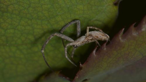 Uloborus walckenaerius